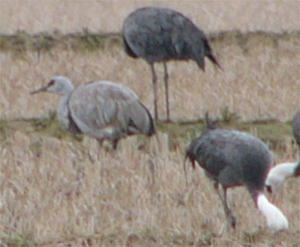 Sandhill Crane