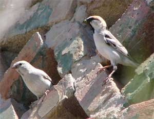 Saxaul Sparrows