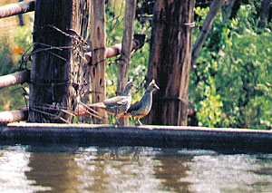 Scaled Quail