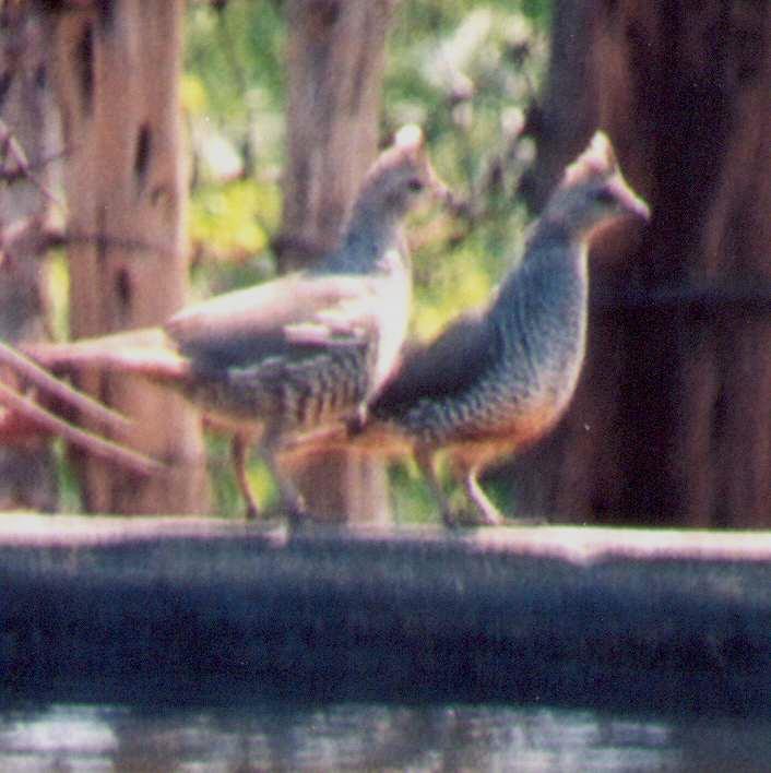 Scaled Quail