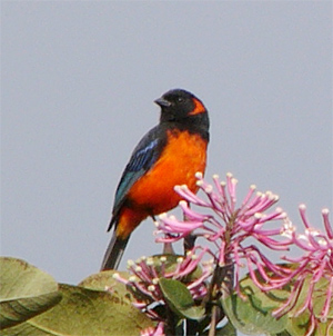 Scarlet-bellied Mountain-tanager