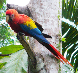 Scarlet Macaw