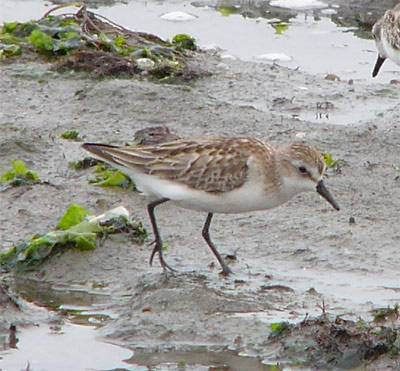 Semipalmated Sandpiper