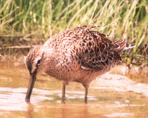 Short-billed Dowitcher