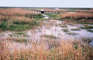 Shoveler Pond