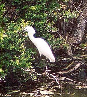 Snowy Egret