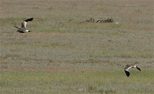 Sociable Lapwings