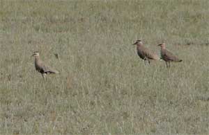 Sociable Lapwings