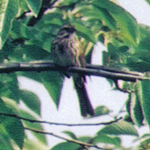 Song Sparrow