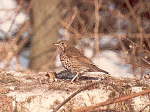 Song Thrush