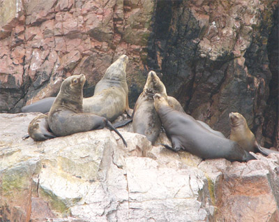 Southern Sealions