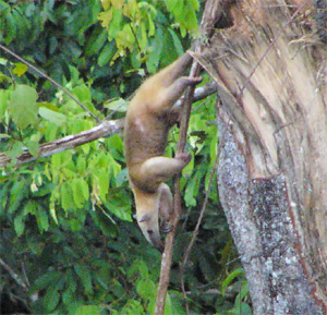 Southern Tamandua