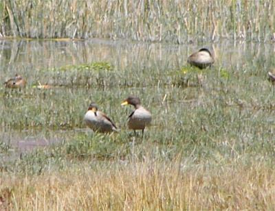 Speckled Teal