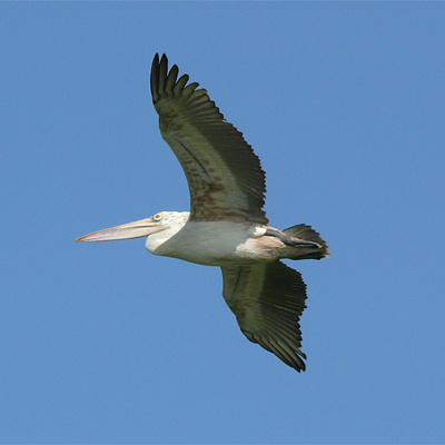 Spot-billed Pelican