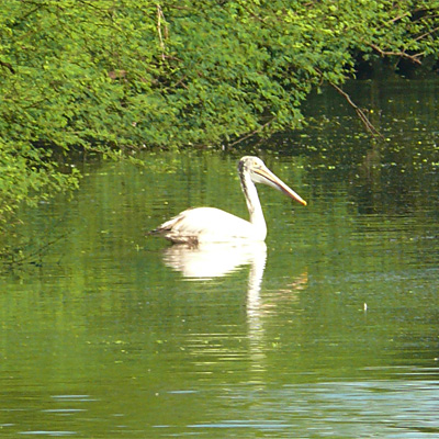 Spot-billed Pelican