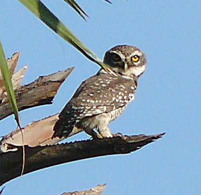 Spotted Owlet