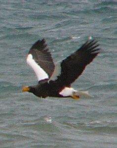 Steller's Sea-eagle