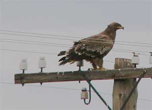 Steppe Eagle