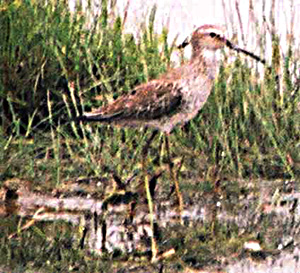 Stilt Sandpiper