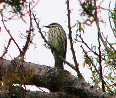 Streaked Flycatcher