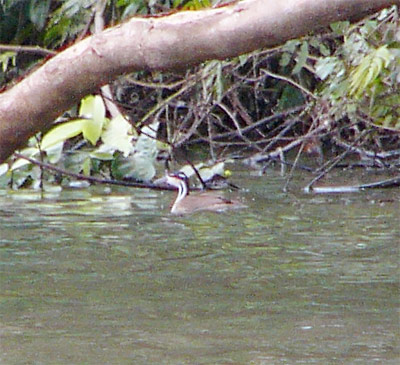 Sungrebe