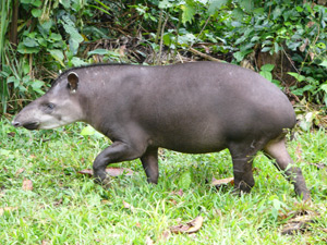 Tapir