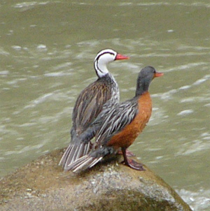 Torrent Ducks