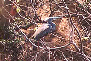 Tricolored Heron