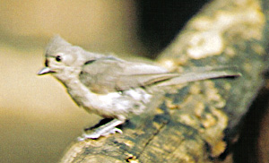 Tufted Titmouse