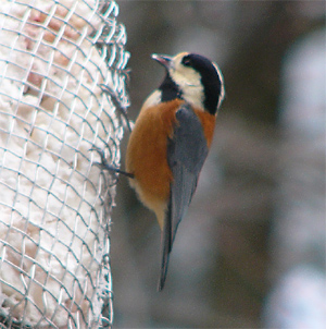 Varied Tit