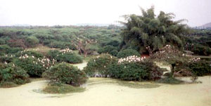 Egret colonies at Vedentangel Bird Sanctuary