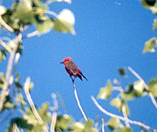Male Vermilion Flycatcher