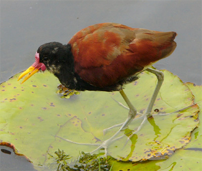 Wattled Jacana