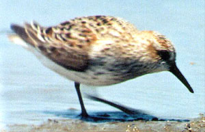 Western Sandpiper