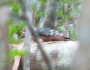 White-backed Woodpecker