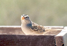 White-crowned Sparrow