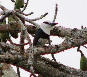 White-necked Puffbird