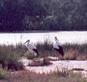 White Storks