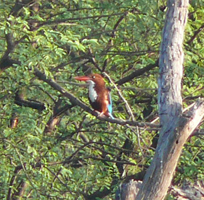 White-throated Kingfisher