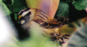 White-throated Sparrow