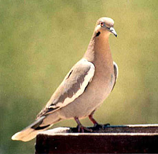 White-winged Dove