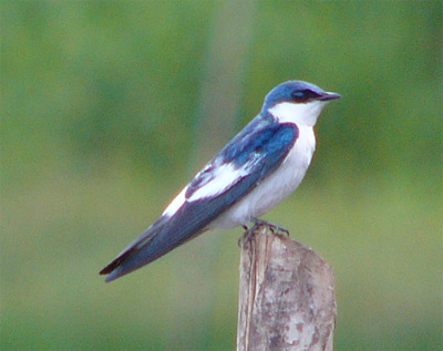 White-winged Swallow