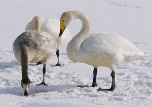 Whooper Swans