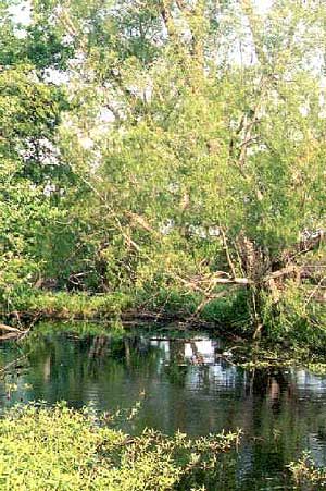 The Willows
