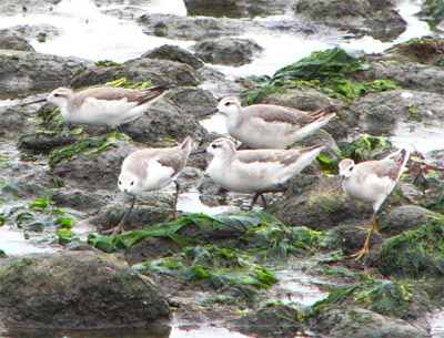 Wilson's Phalaropes