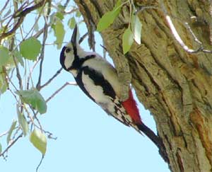 White-winged Woodpecker