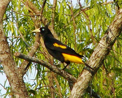 Yellow-rumped Cacique