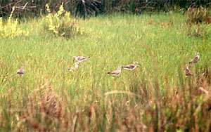 Greater and Lesser Yellowlegs