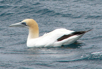 Australasian Gannet