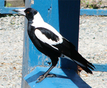 Australian Magpie